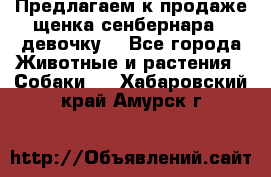 Предлагаем к продаже щенка сенбернара - девочку. - Все города Животные и растения » Собаки   . Хабаровский край,Амурск г.